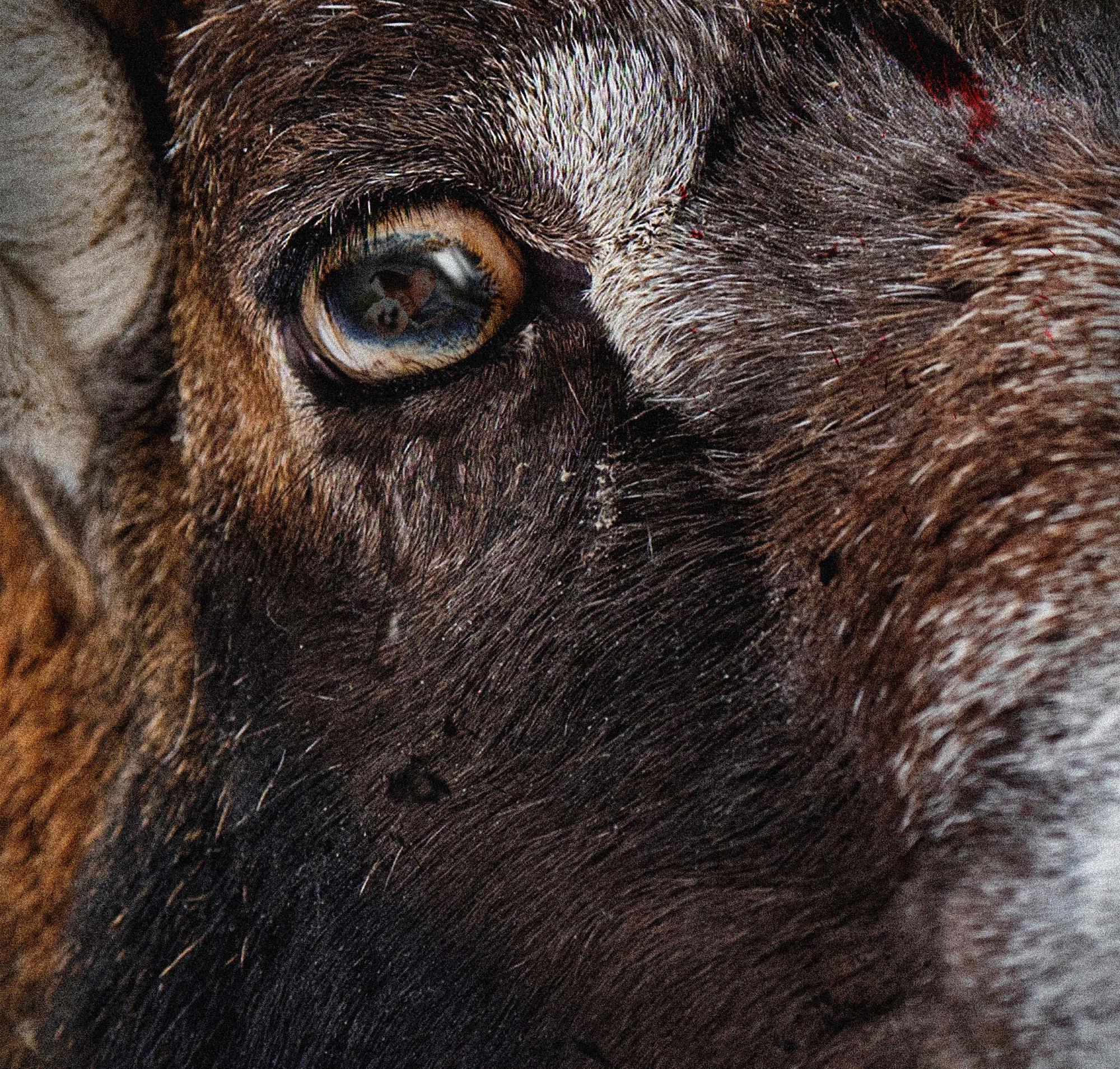 Trimestral 70. Panorama. caza - 3